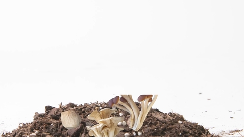 Thumbnail for Myco Shave: Razor made of mycelium