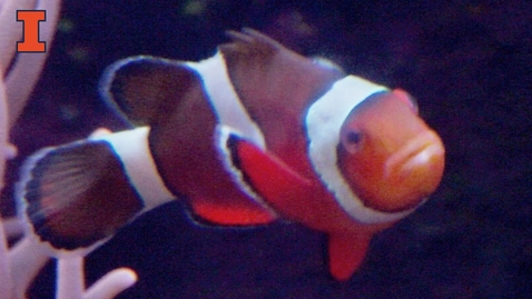 Thumbnail for Sex Change in the Brains of Clownfish