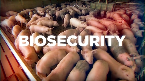 Thumbnail for Swine Biosecurity Training (VCM 561)